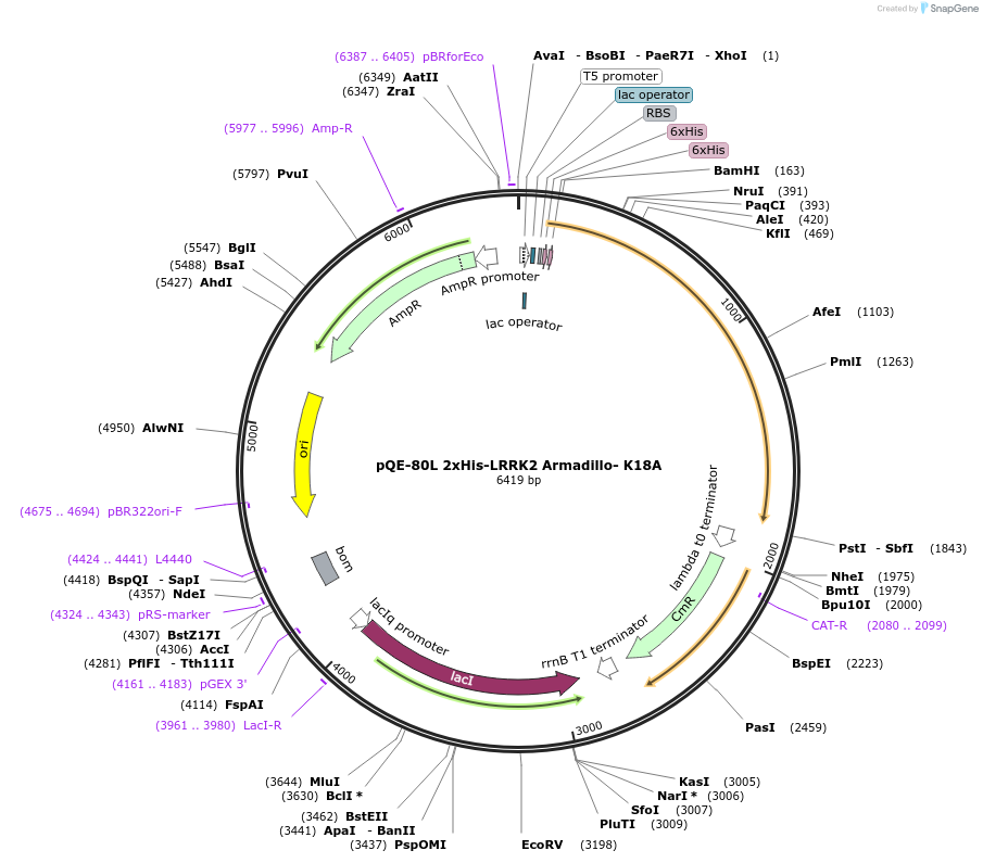186020-plasmid-map-sequence-id-366227