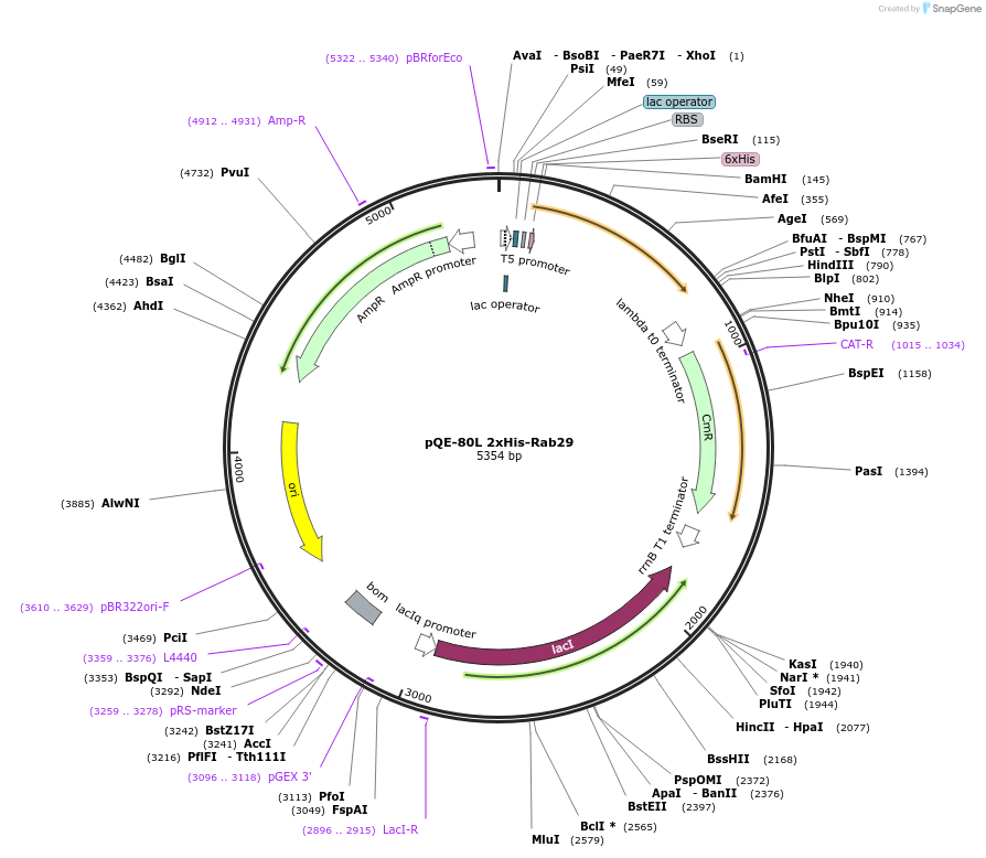 186021-plasmid-map-sequence-id-366230