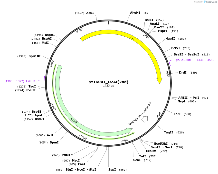 183086-plasmid-map-sequence-id-366231