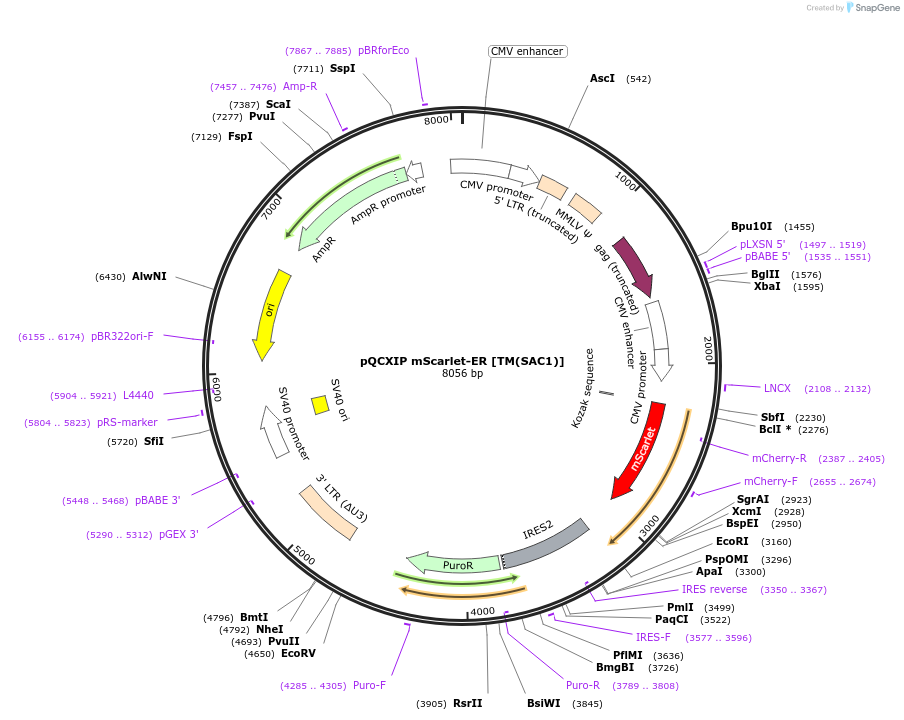 186572-plasmid-map-sequence-id-366234