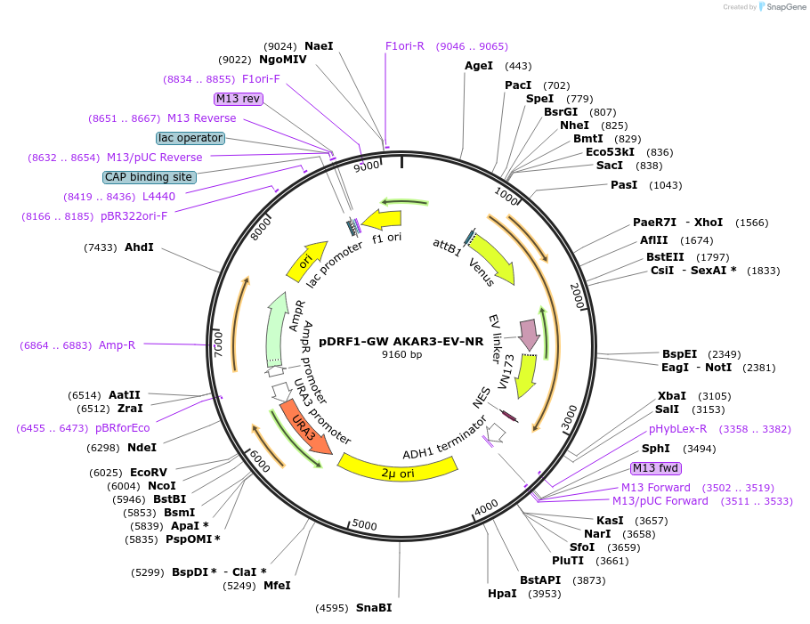182534-plasmid-map-sequence-id-366235