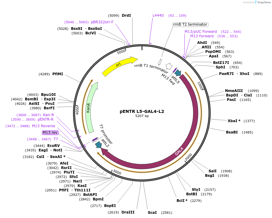 32304-plasmid-map-sequence-id-36625