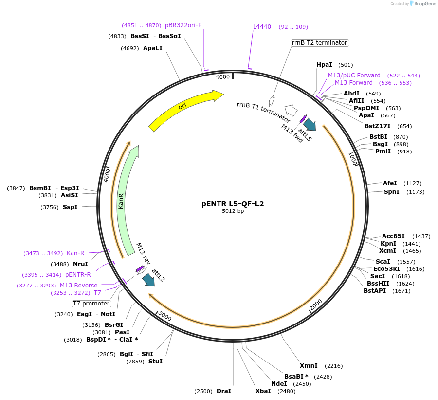 32305-plasmid-map-sequence-id-36626