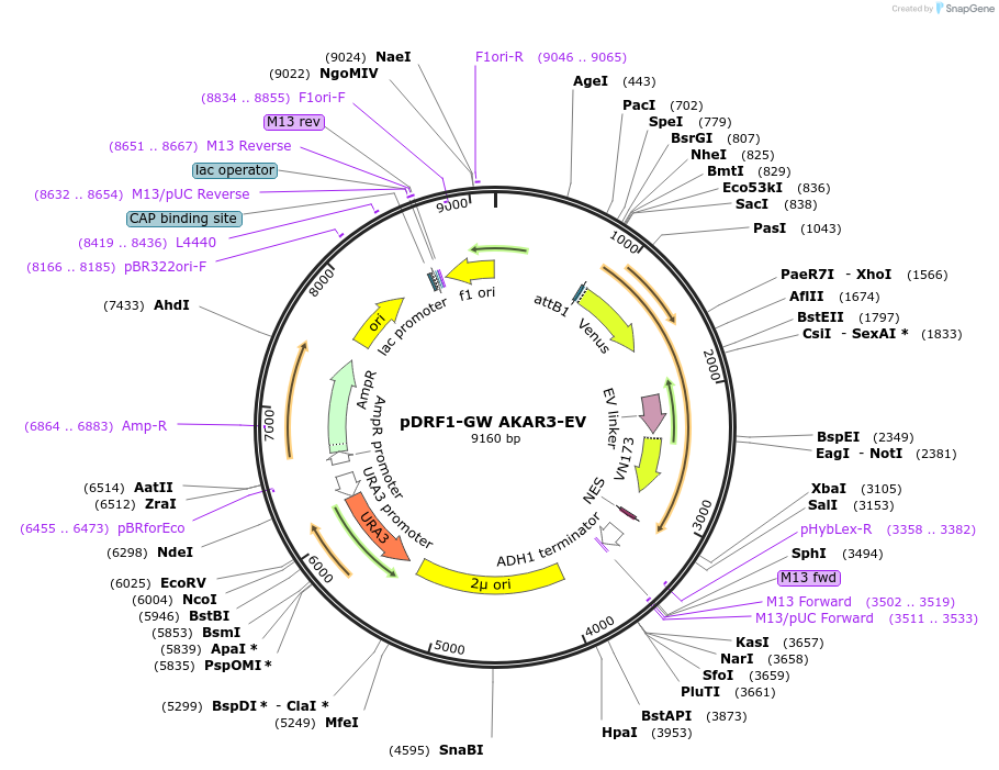 182533-plasmid-map-sequence-id-366260