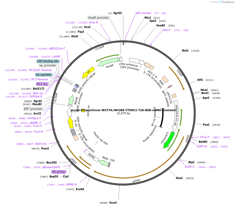 177130-plasmid-map-sequence-id-366262