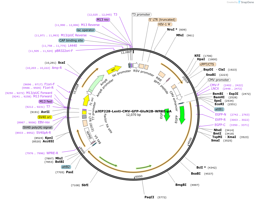 84277-plasmid-map-sequence-id-366264