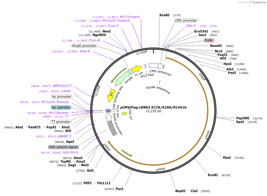 186013-plasmid-map-sequence-id-366266