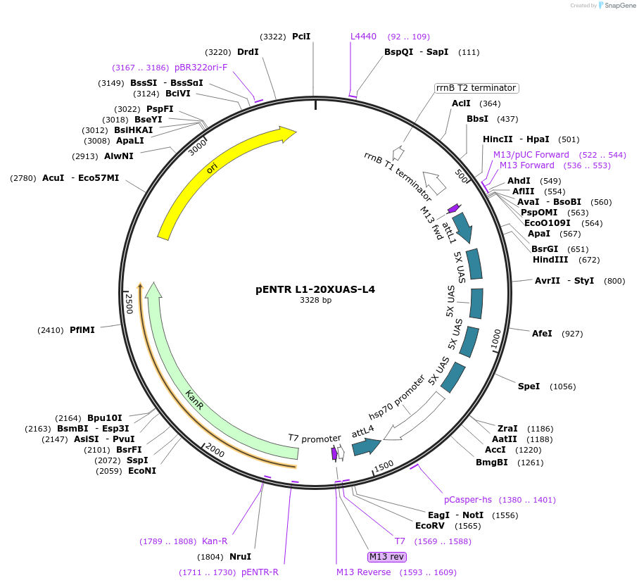 32307-plasmid-map-sequence-id-36627