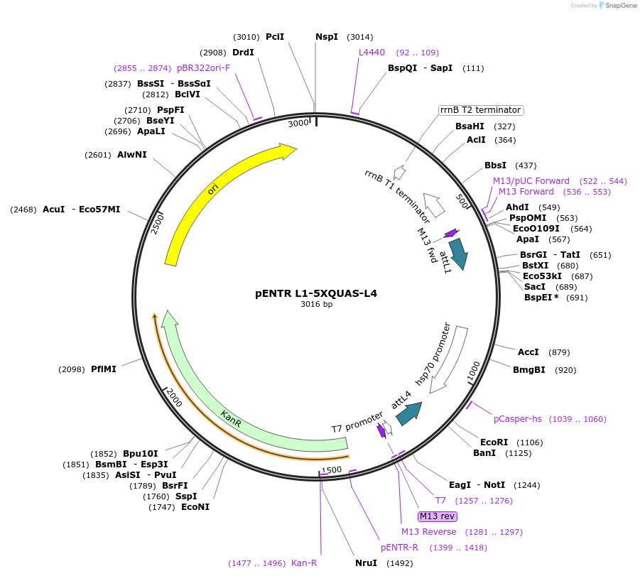 32308-plasmid-map-sequence-id-36628