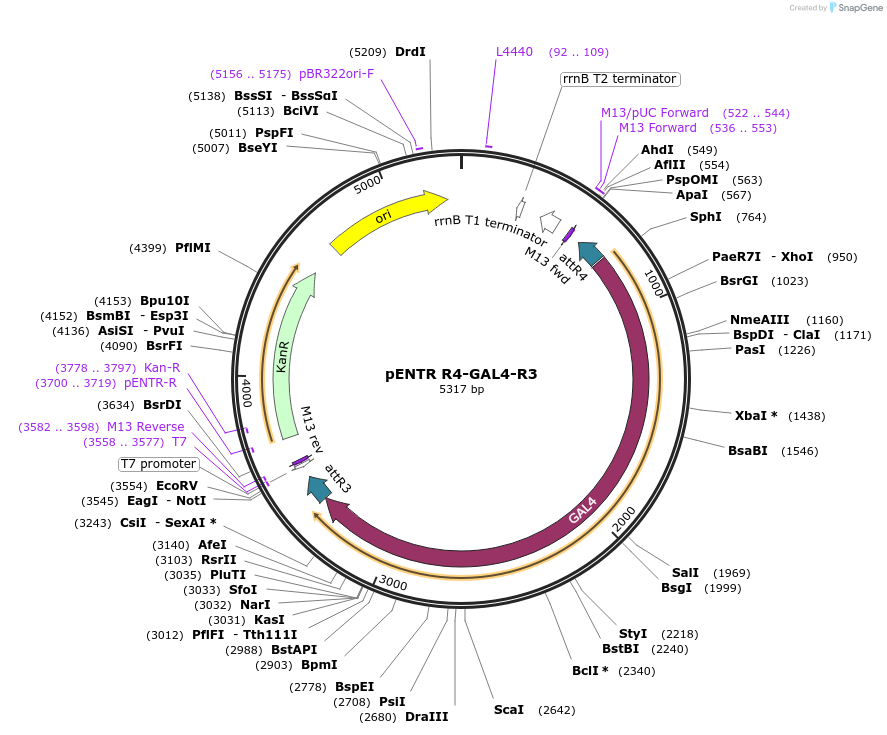 32309-plasmid-map-sequence-id-36629