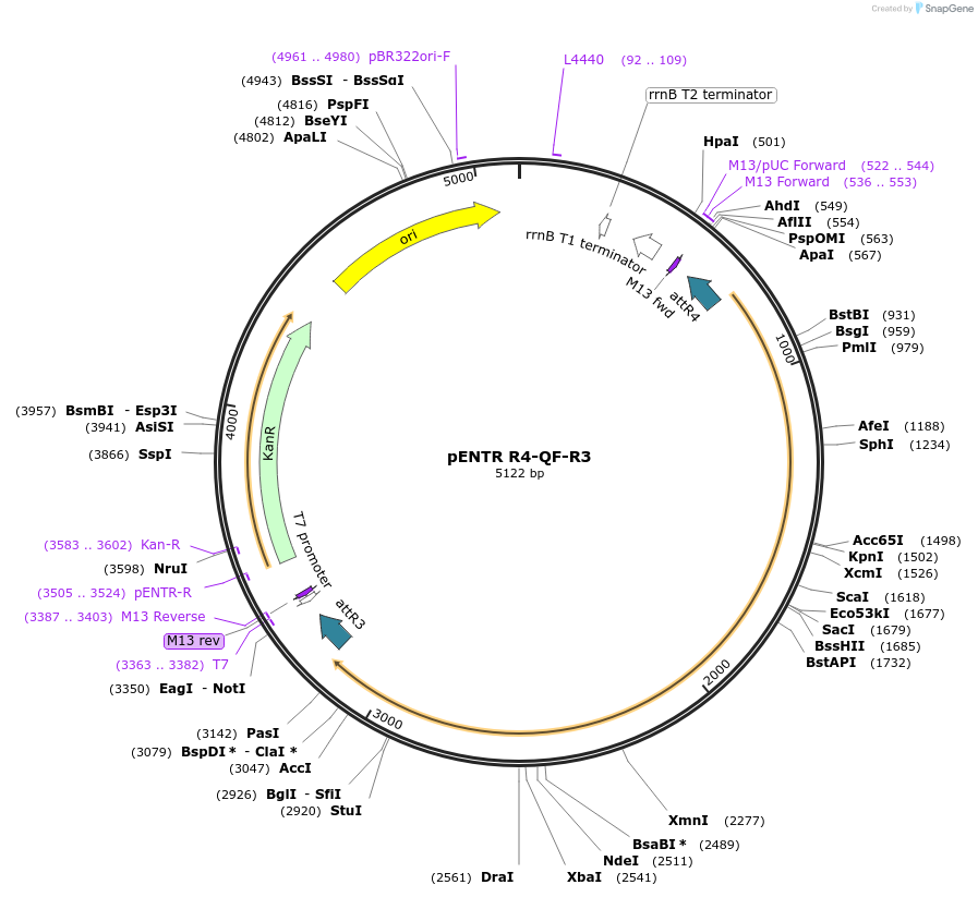 32310-plasmid-map-sequence-id-36630