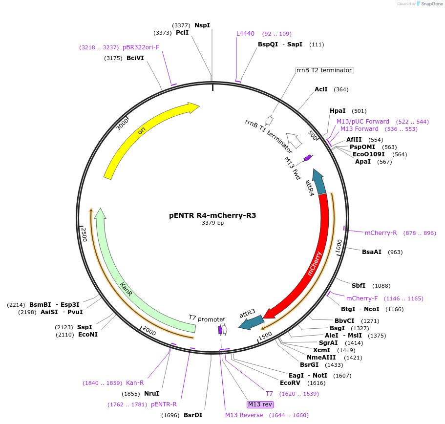 32311-plasmid-map-sequence-id-36631