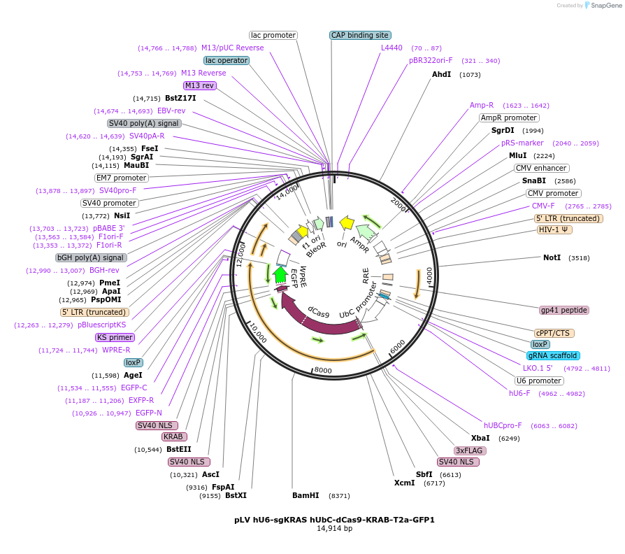 184556-plasmid-map-sequence-id-366314