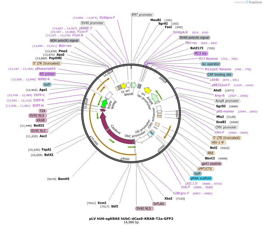 184557-plasmid-map-sequence-id-366315