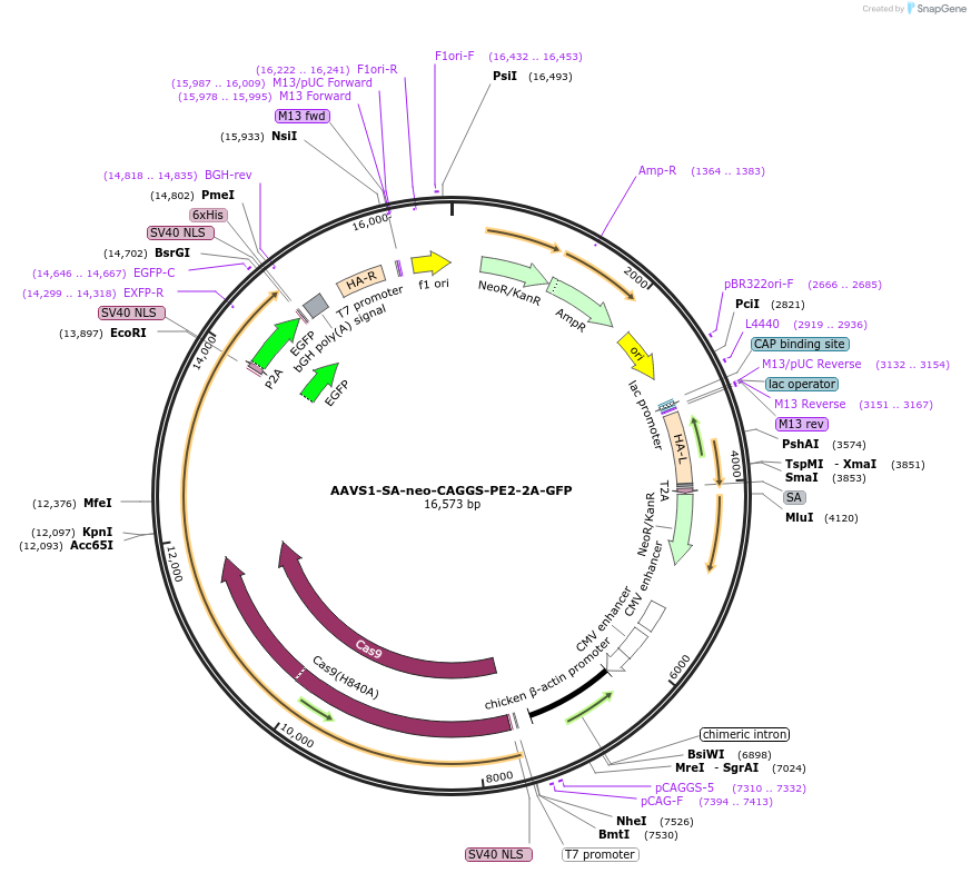 180014-plasmid-map-sequence-id-366319