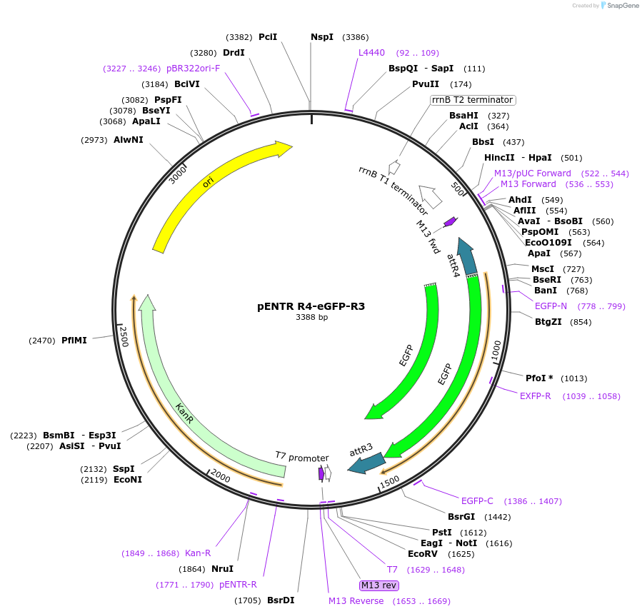 32312-plasmid-map-sequence-id-36632