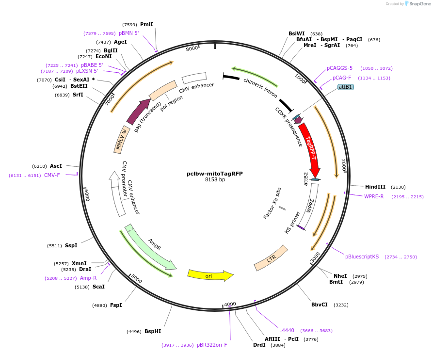 58425-plasmid-map-sequence-id-366323