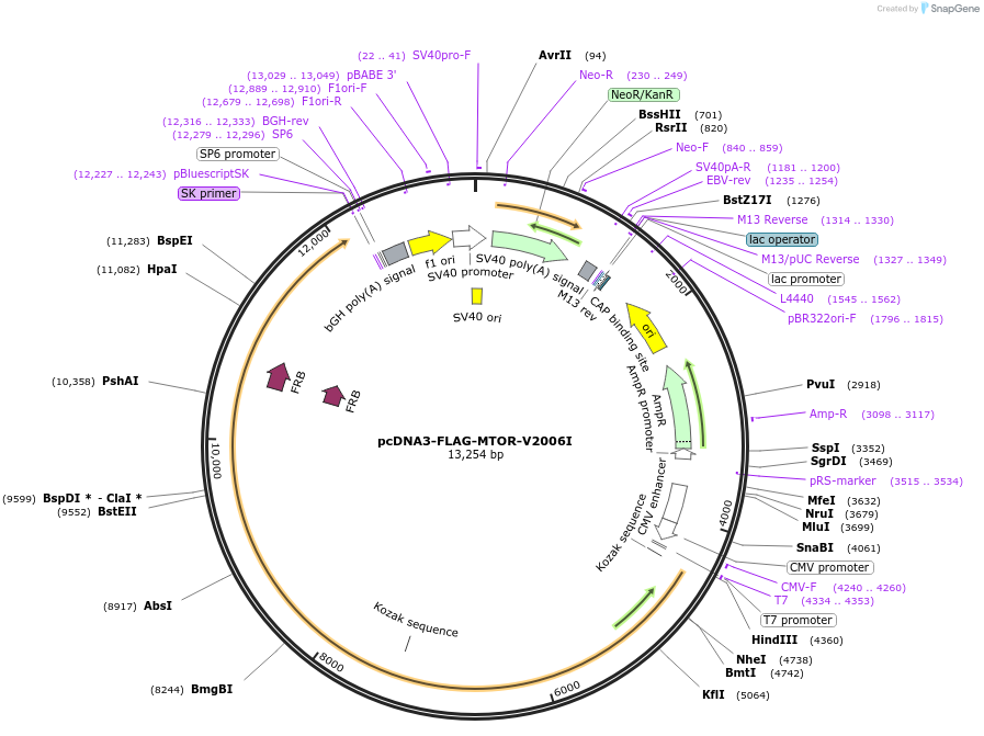 69012-plasmid-map-sequence-id-366327
