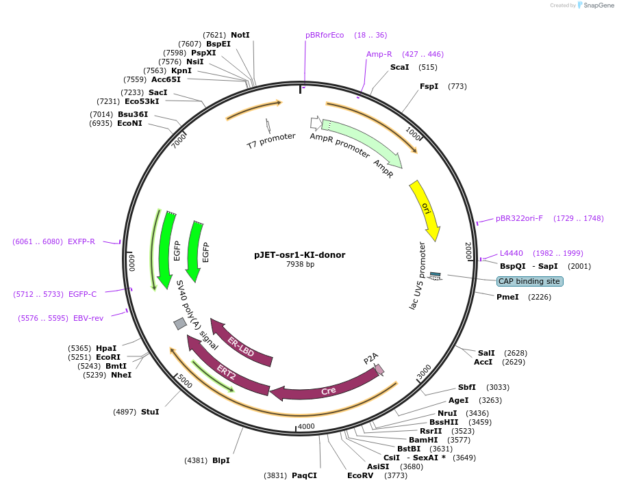 184875-plasmid-map-sequence-id-366330