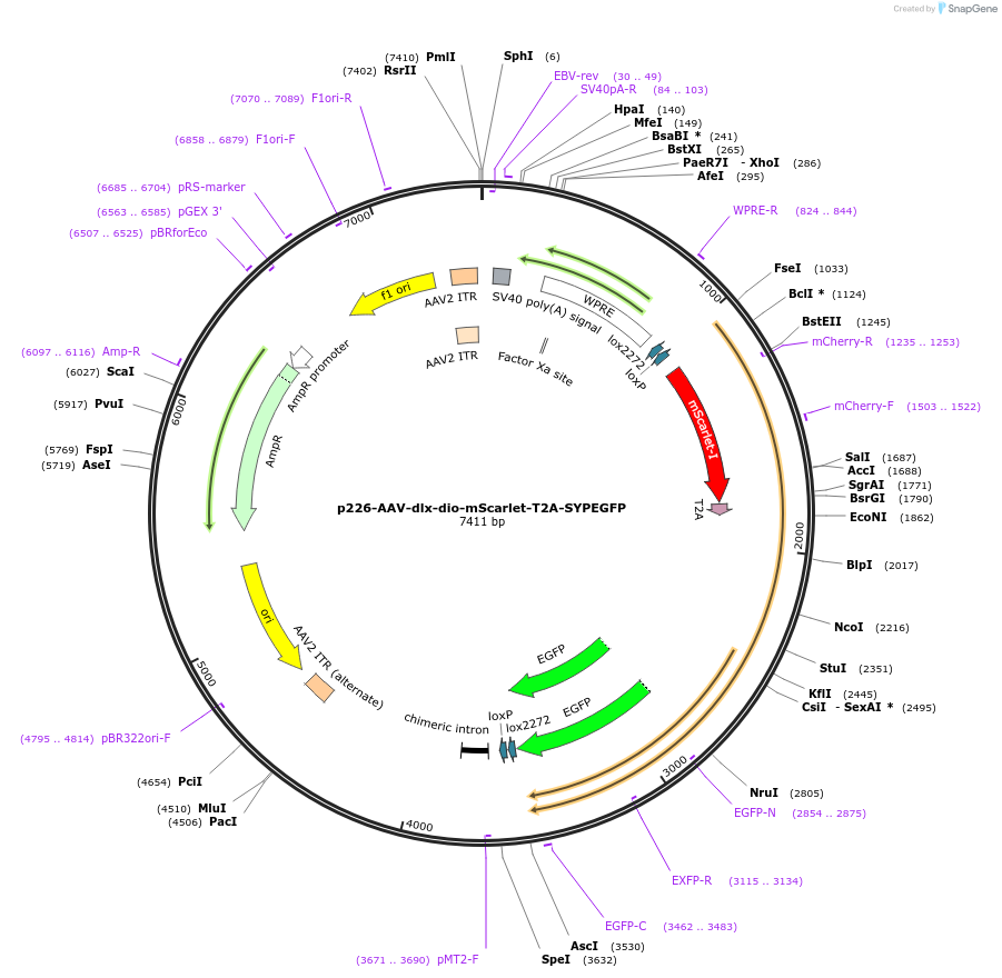 185696-plasmid-map-sequence-id-366332
