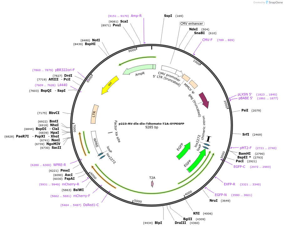 185699-plasmid-map-sequence-id-366333