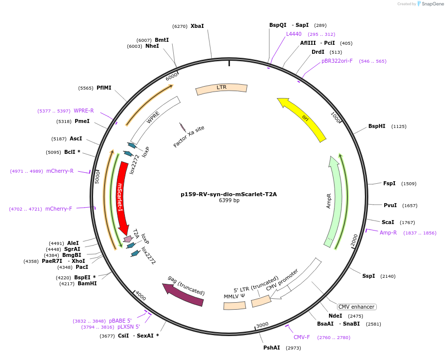 185700-plasmid-map-sequence-id-366334