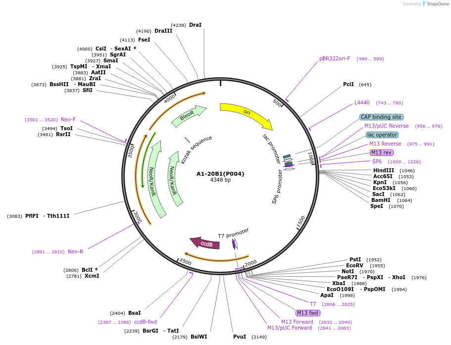 184056-plasmid-map-sequence-id-366335