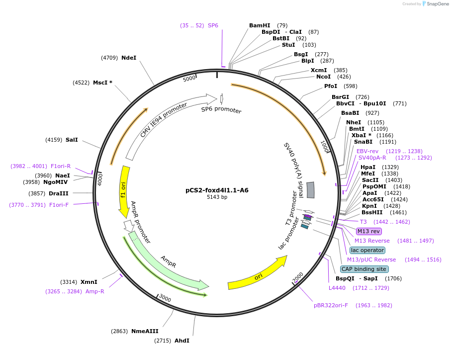 185506-plasmid-map-sequence-id-366341