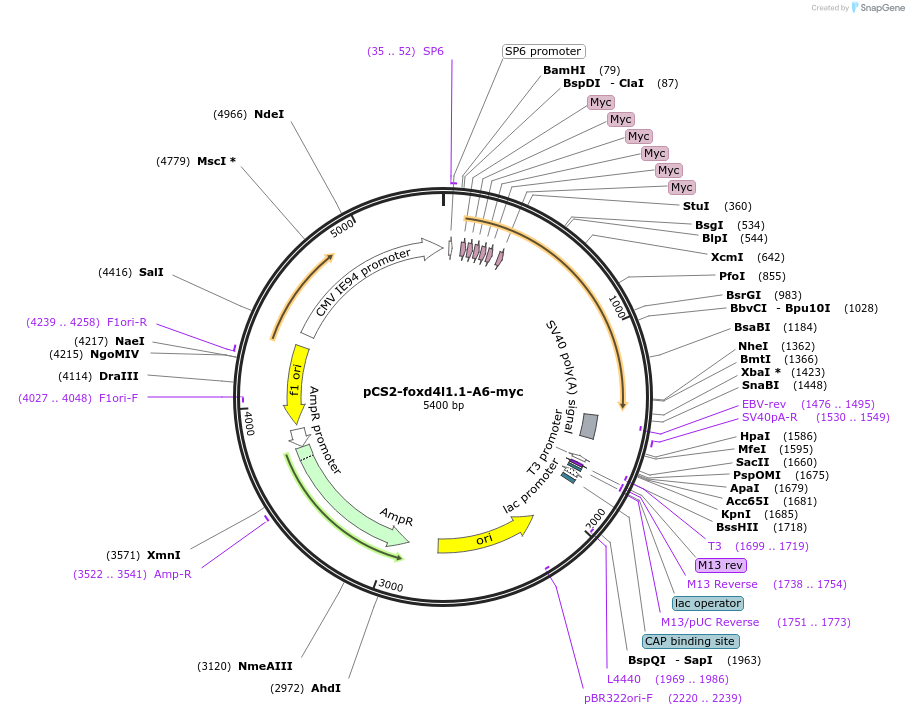 185507-plasmid-map-sequence-id-366344