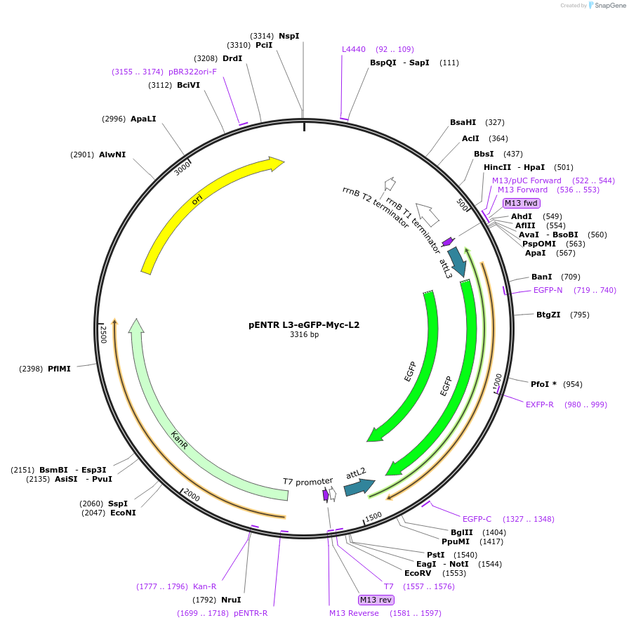 32314-plasmid-map-sequence-id-36635