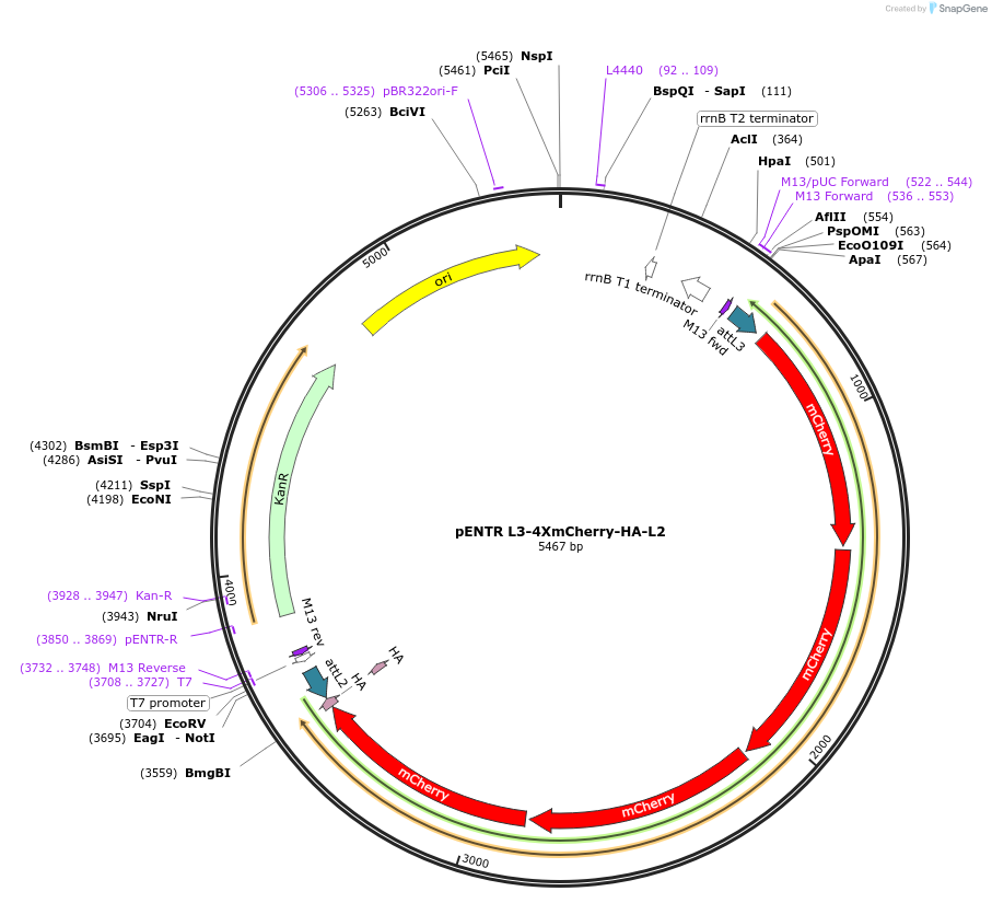 32315-plasmid-map-sequence-id-36636