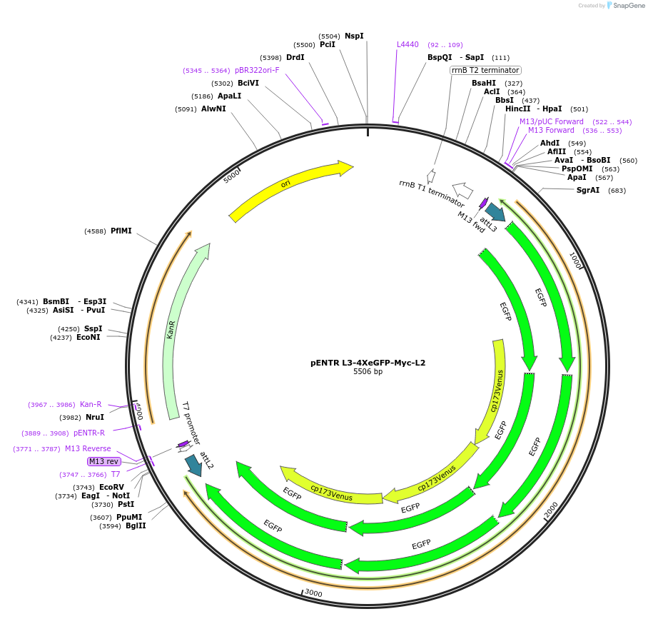 32316-plasmid-map-sequence-id-36637