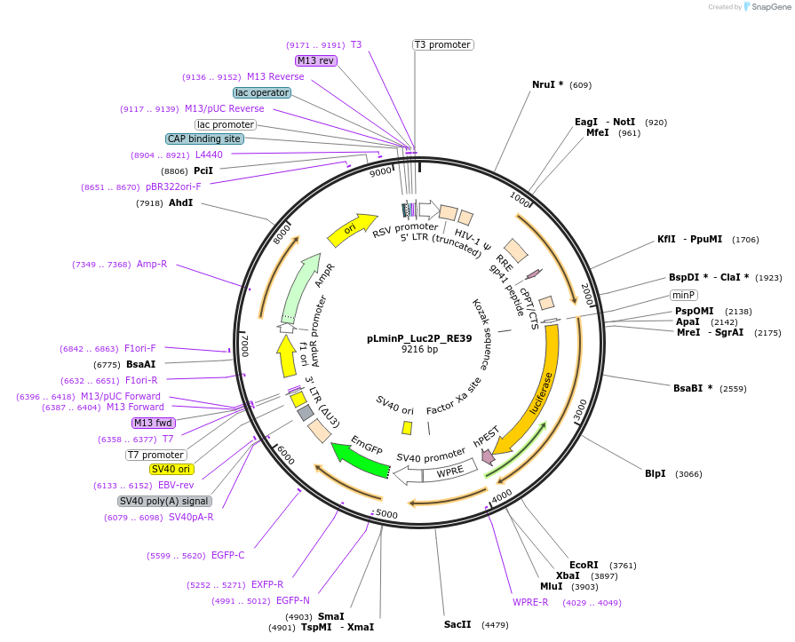 90379-plasmid-map-sequence-id-366370