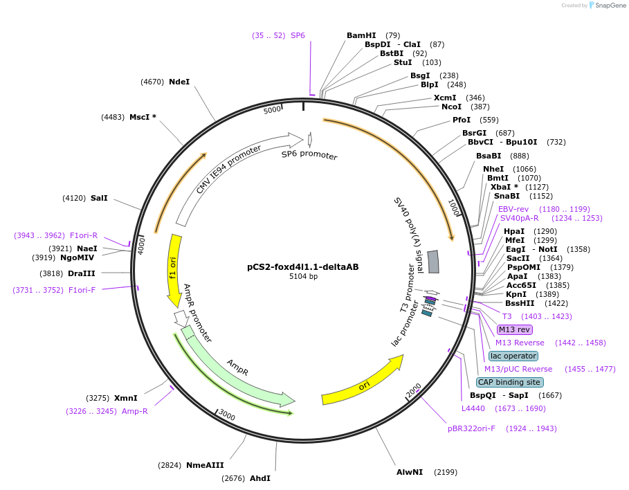 185502-plasmid-map-sequence-id-366371