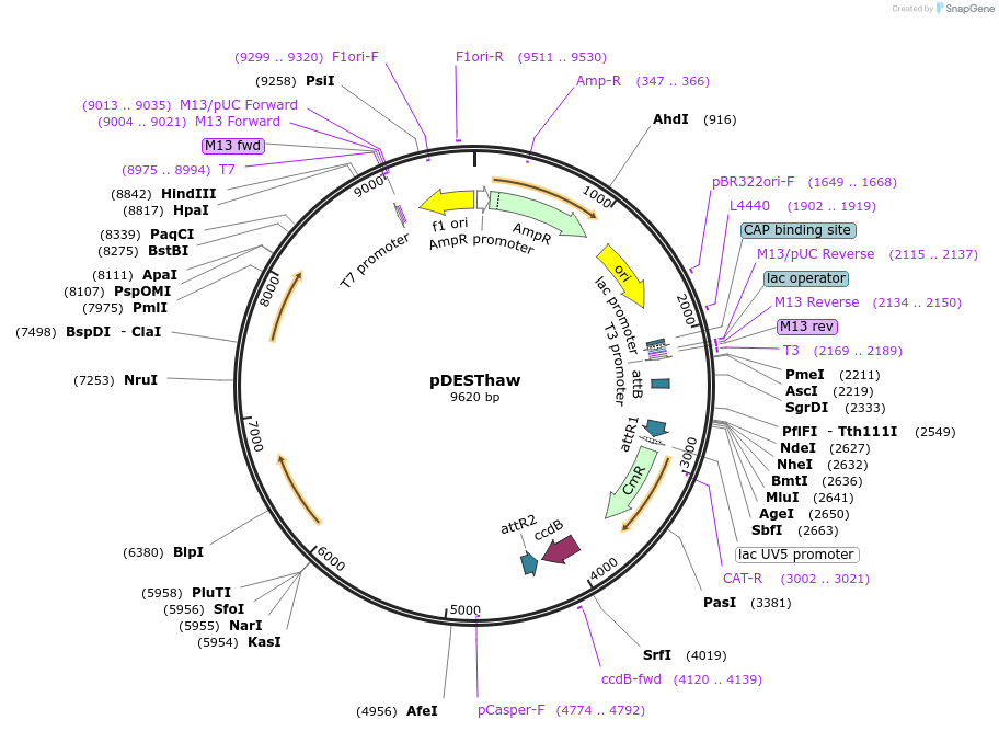 32317-plasmid-map-sequence-id-36638