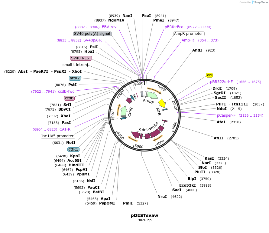 32318-plasmid-map-sequence-id-36639