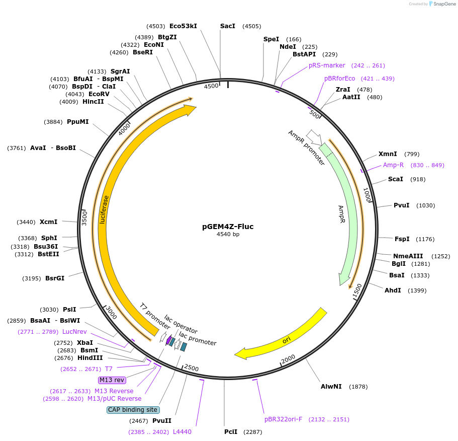 183474-plasmid-map-sequence-id-366410