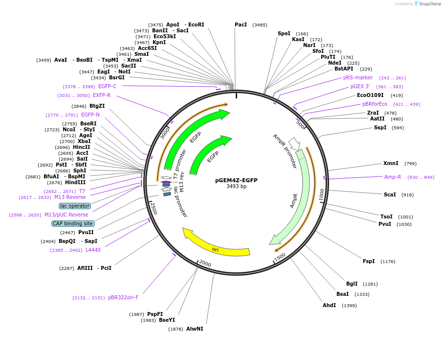 183475-plasmid-map-sequence-id-366412