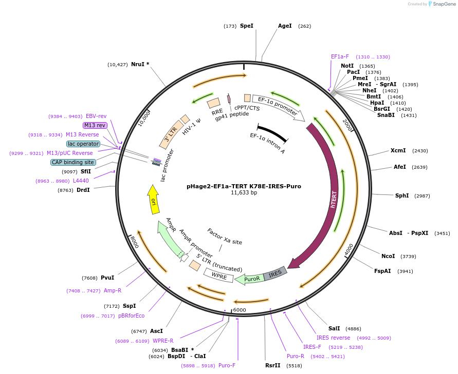 182591-plasmid-map-sequence-id-366416