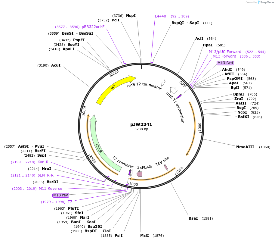 186950-plasmid-map-sequence-id-366430