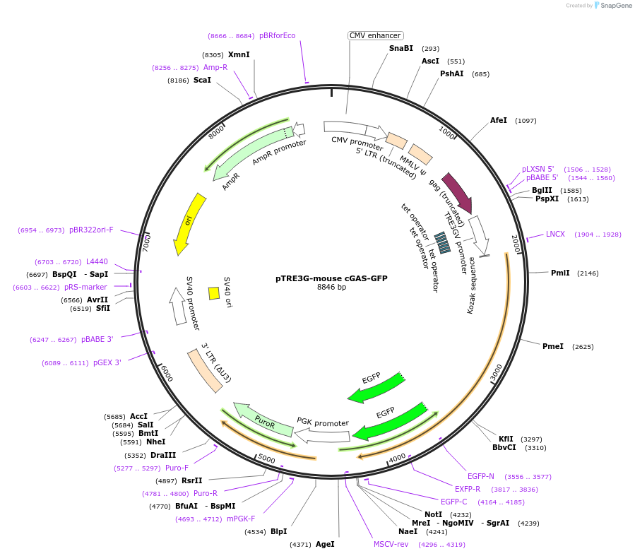 186877-plasmid-map-sequence-id-366439
