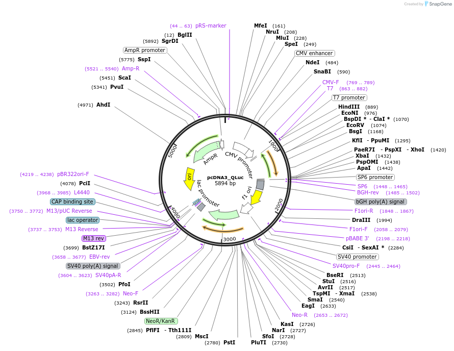 183260-plasmid-map-sequence-id-366442