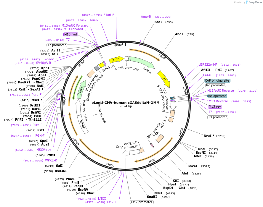 186887-plasmid-map-sequence-id-366443