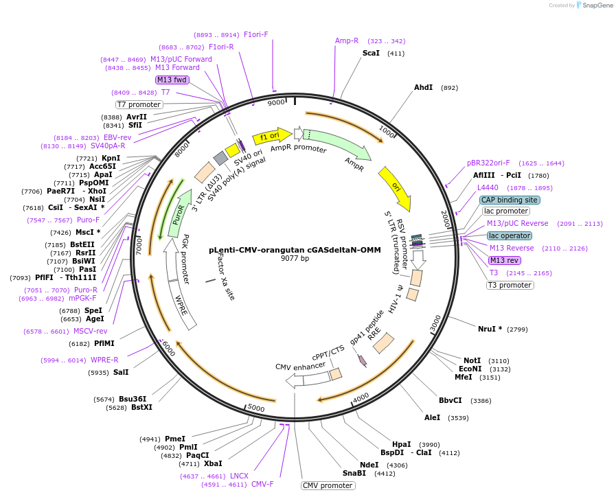 186888-plasmid-map-sequence-id-366446
