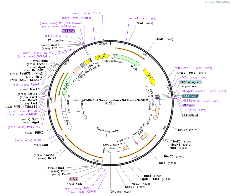 186889-plasmid-map-sequence-id-366449