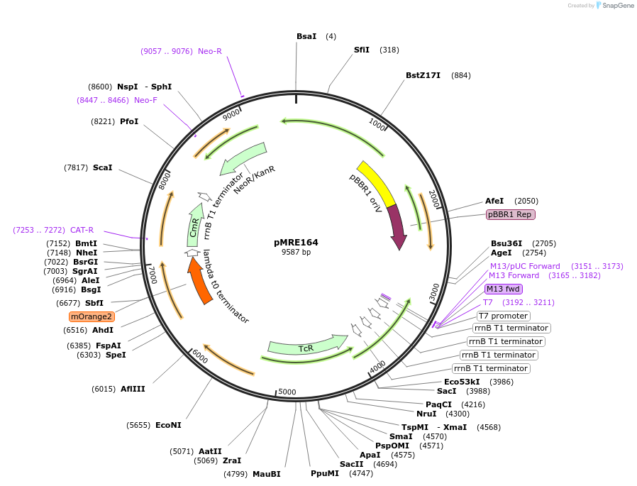 118512-plasmid-map-sequence-id-366452