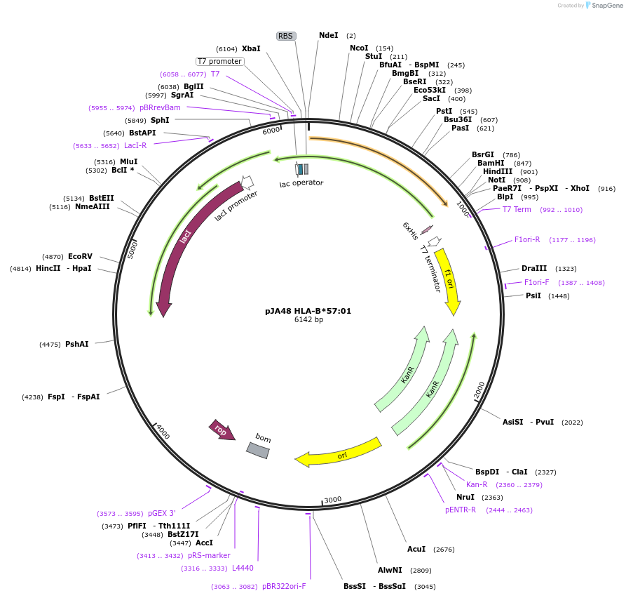 180444-plasmid-map-sequence-id-366471