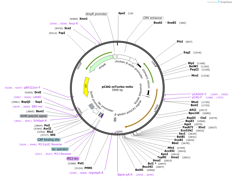 187177-plasmid-map-sequence-id-366480