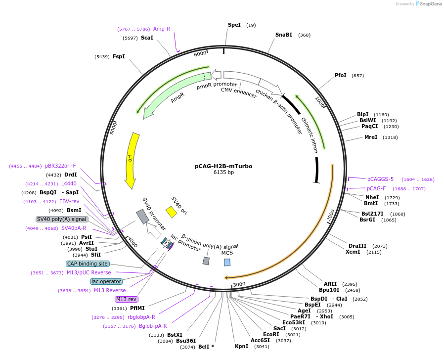 187178-plasmid-map-sequence-id-366482