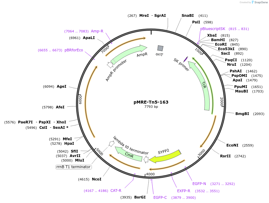 118542-plasmid-map-sequence-id-366486